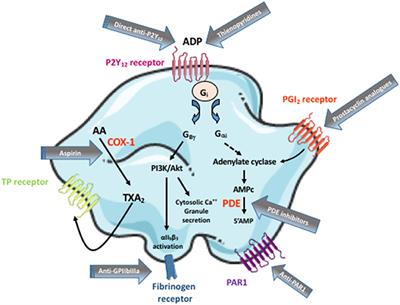 Antiplatelet Therapy for Atherothrombotic Disease in 2022—From Population to Patient-Centered Approaches